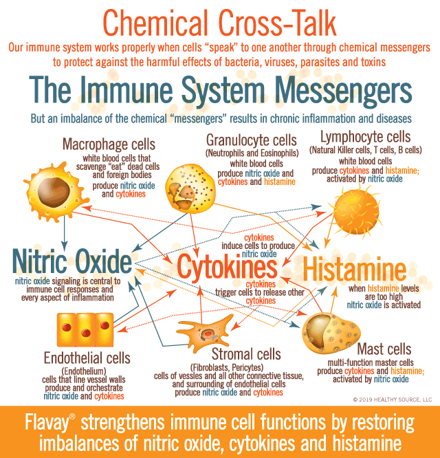 Messengers of the Immune System: Nitric Oxide, Cytokines and Histamine. Graphic shows chemical cross-talk between these chemical messengers with various white blood cells, endothelial cells (cells in vessel walls) and fibroblast cells (cells in connective tissue). Nitric oxide regulates immune responses and mast cell activation and every aspect of inflammation. So tight control of these chemical messengers is essential for a healthy immune system.